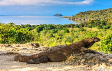 Explore the Uncharted: Discover Komodo National Park with Naviga Komodo