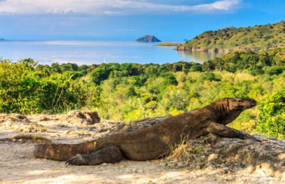 Explore the Uncharted: Discover Komodo National Park with Naviga Komodo