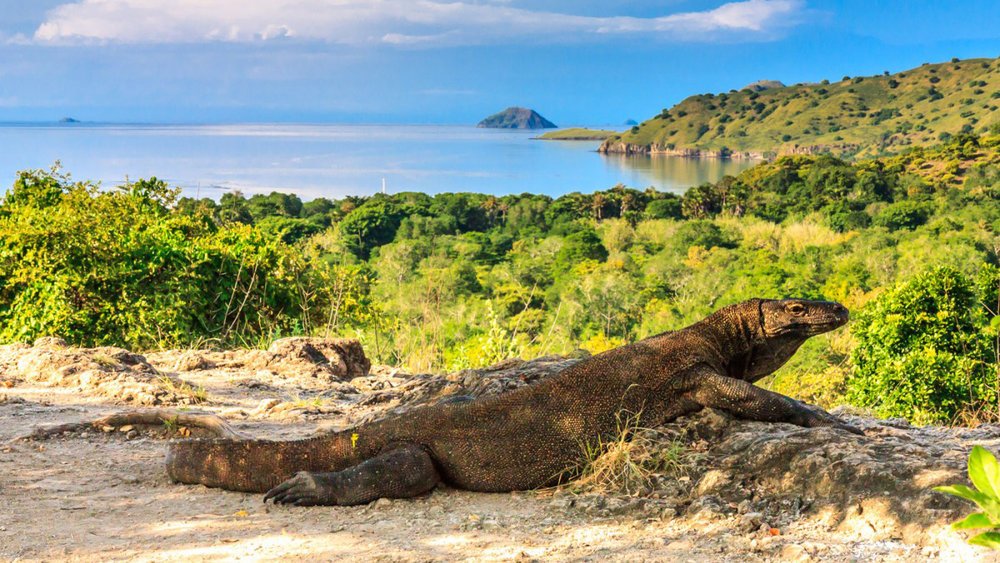 Explore the Uncharted: Discover Komodo National Park with Naviga Komodo