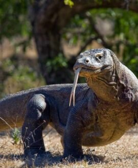 Komodo National Park